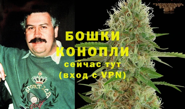сатива Беломорск